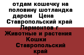 отдам кошечку на половину шотландка даром › Цена ­ 10 - Ставропольский край, Лермонтов г. Животные и растения » Кошки   . Ставропольский край